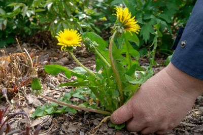 Improve the Health of Your Garden with Flower Bed Weeding!
