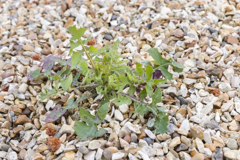 Flower Bed Weeding