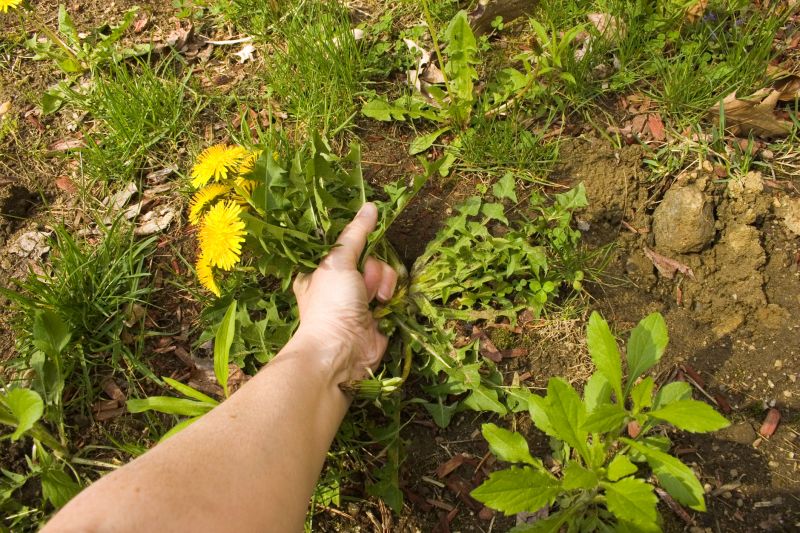 Common Weeds in Flower Beds